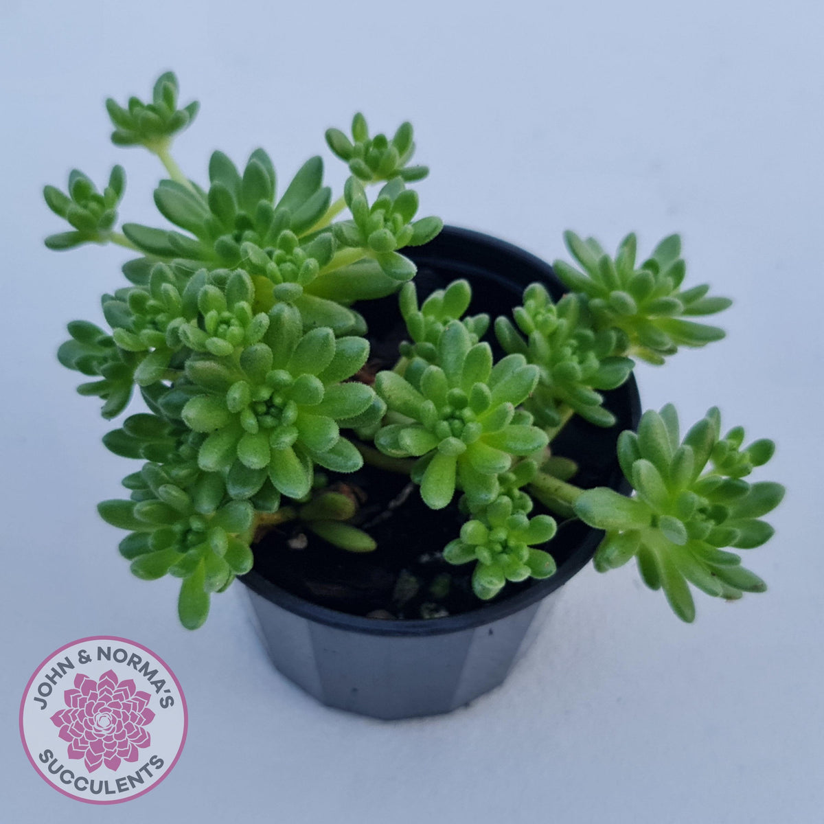 Sedum hirsutum ssp. baeticum