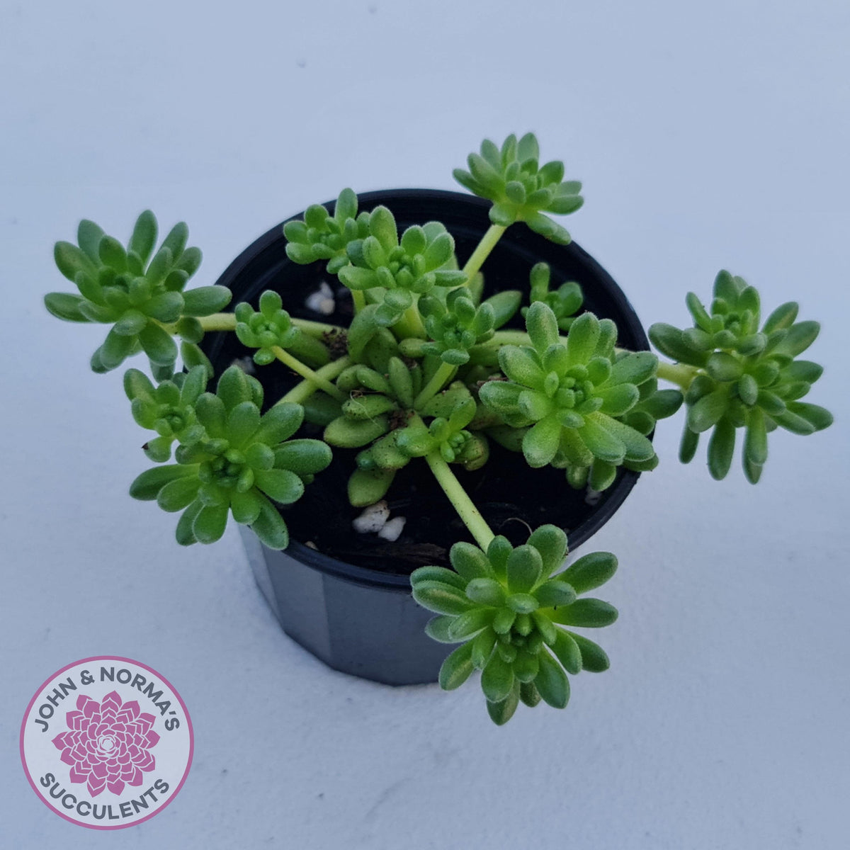 Sedum hirsutum ssp. baeticum