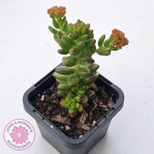 Load image into Gallery viewer, Sedum hybrid - John & Norma's Succulents Australia