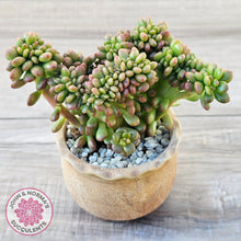 Load image into Gallery viewer, Sedum lucidum 'Obesum' Crested