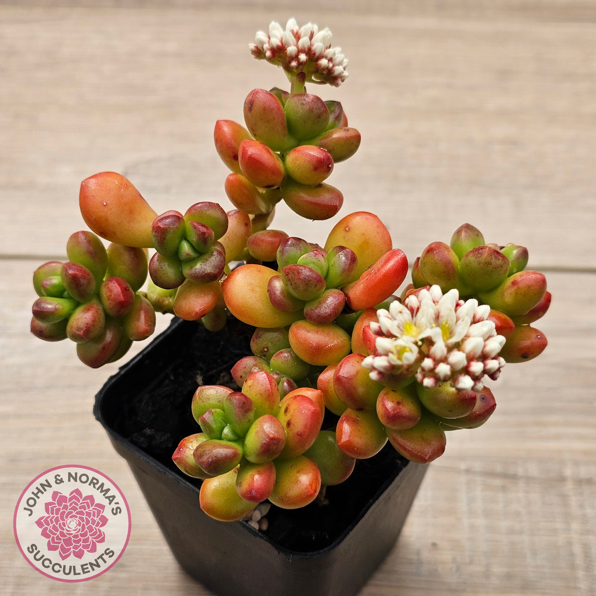 Sedum lucidum 'Obesum'