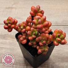 Load image into Gallery viewer, Sedum lucidum 'Obesum'