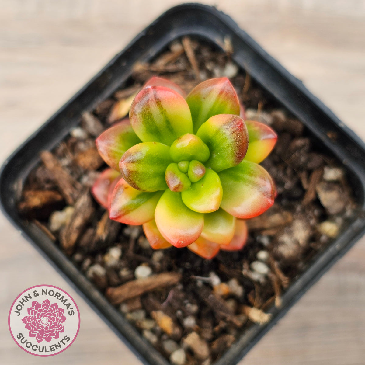 Sedum lucidum obesum variegata