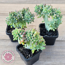 Load image into Gallery viewer, Sedum pachyphyllum 'Blue Jelly Beans' Crested