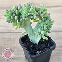 Load image into Gallery viewer, Sedum pachyphyllum 'Blue Jelly Beans' Crested