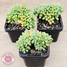 Load image into Gallery viewer, Sedum pachyphyllum 'Blue Jelly Beans' Crested