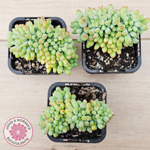 Load image into Gallery viewer, Sedum pachyphyllum 'Blue Jelly Beans' Crested