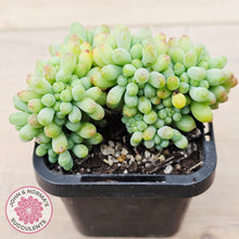 Load image into Gallery viewer, Sedum pachyphyllum 'Blue Jelly Beans' Crested