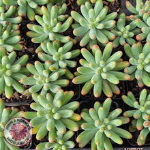Load image into Gallery viewer, Sedum pachyphyllum 'Koigokoro' - Cutting x 3