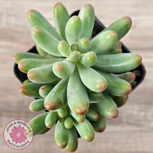 Load image into Gallery viewer, Sedum pachyphyllum 'Koigokoro' (Multi Heads)