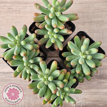 Load image into Gallery viewer, Sedum pachyphyllum 'Koigokoro' (Multi Heads)