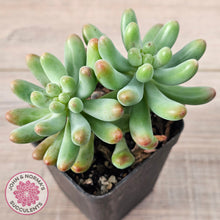 Load image into Gallery viewer, Sedum pachyphyllum 'Koigokoro' (Multi Heads)