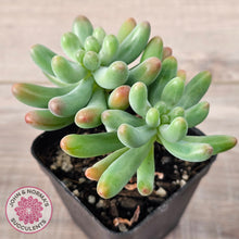 Load image into Gallery viewer, Sedum pachyphyllum 'Koigokoro' (Multi Heads)