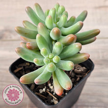 Load image into Gallery viewer, Sedum pachyphyllum 'Koigokoro' (Multi Heads)