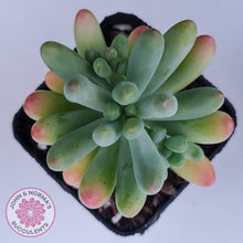 Load image into Gallery viewer, Sedum pachyphyllum 'Koigokoro'