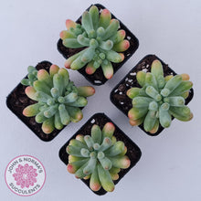 Load image into Gallery viewer, Sedum pachyphyllum 'Koigokoro'