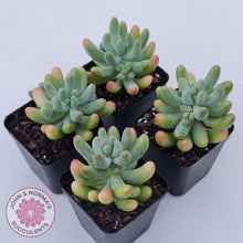 Load image into Gallery viewer, Sedum pachyphyllum 'Koigokoro'