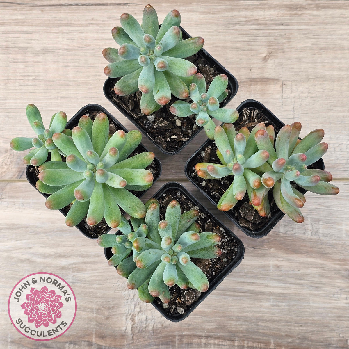 Sedum pachyphyllum 'Koigokoro'