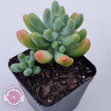 Load image into Gallery viewer, Sedum pachyphyllum 'Koigokoro'
