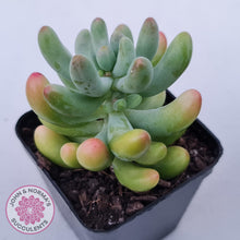 Load image into Gallery viewer, Sedum pachyphyllum 'Koigokoro'