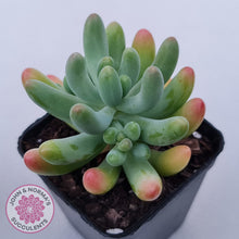 Load image into Gallery viewer, Sedum pachyphyllum 'Koigokoro'