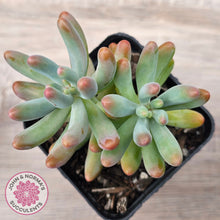 Load image into Gallery viewer, Sedum pachyphyllum 'Koigokoro'