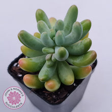 Load image into Gallery viewer, Sedum pachyphyllum 'Koigokoro'