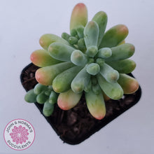 Load image into Gallery viewer, Sedum pachyphyllum 'Koigokoro'