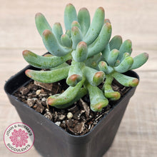 Load image into Gallery viewer, Sedum pachyphyllum 'Koigokoro'