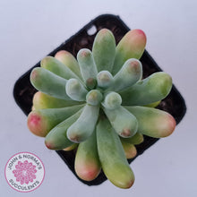 Load image into Gallery viewer, Sedum pachyphyllum 'Koigokoro'