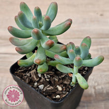 Load image into Gallery viewer, Sedum pachyphyllum 'Koigokoro'