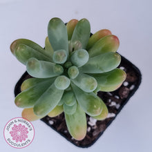 Load image into Gallery viewer, Sedum pachyphyllum 'Koigokoro'