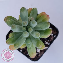Load image into Gallery viewer, Sedum pachyphyllum 'Koigokoro'