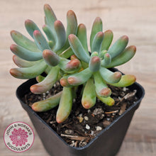 Load image into Gallery viewer, Sedum pachyphyllum 'Koigokoro'