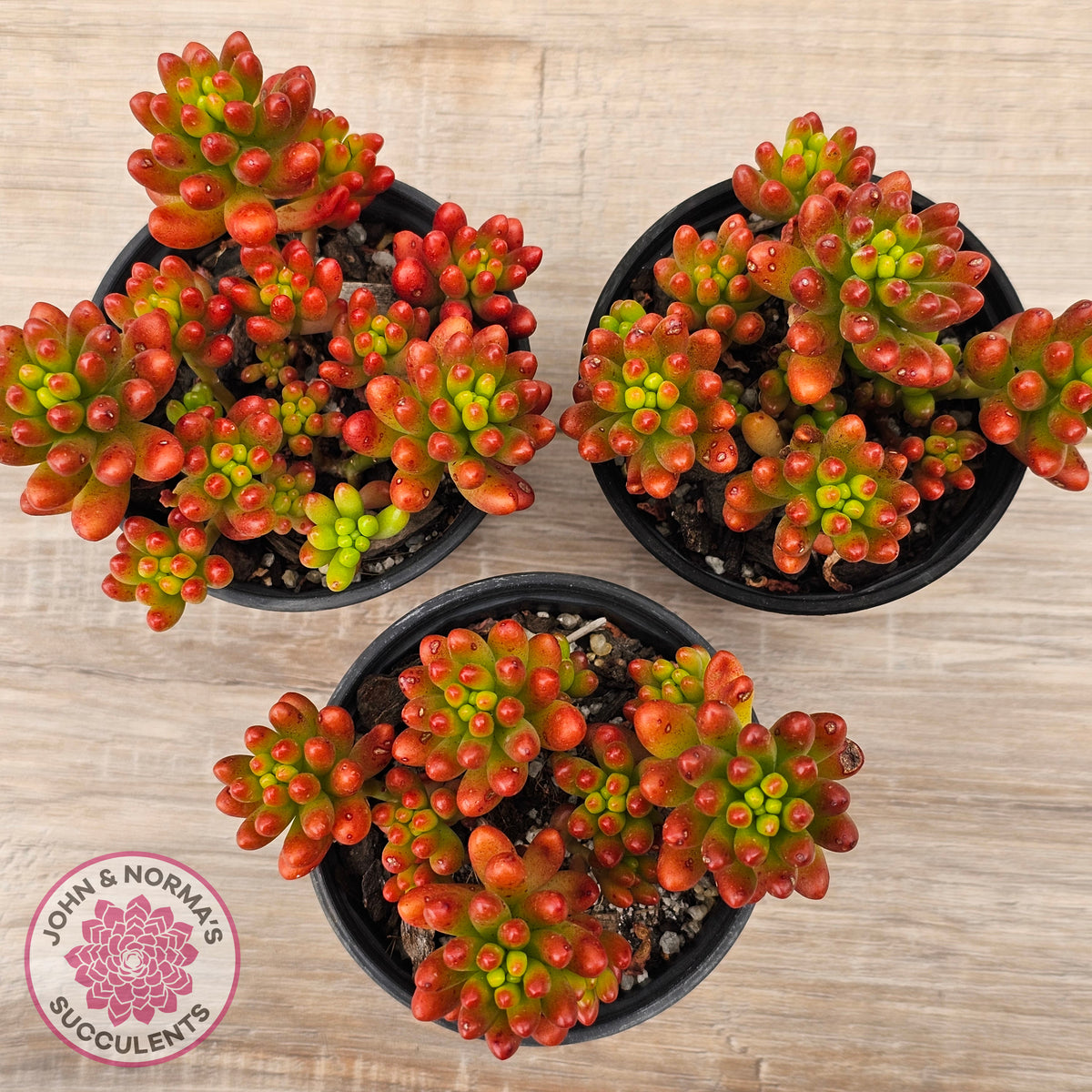 red jelly bean succulent Buy Sedum rubrotinctum 'Red Jelly Beans' Australia