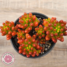 Load image into Gallery viewer, Sedum rubrotinctum 'Red Jelly Beans'
