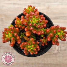 Load image into Gallery viewer, Sedum rubrotinctum 'Red Jelly Beans'