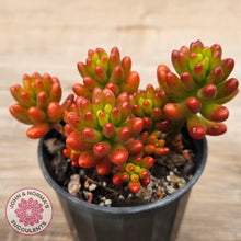 Load image into Gallery viewer, Sedum rubrotinctum 'Red Jelly Beans'