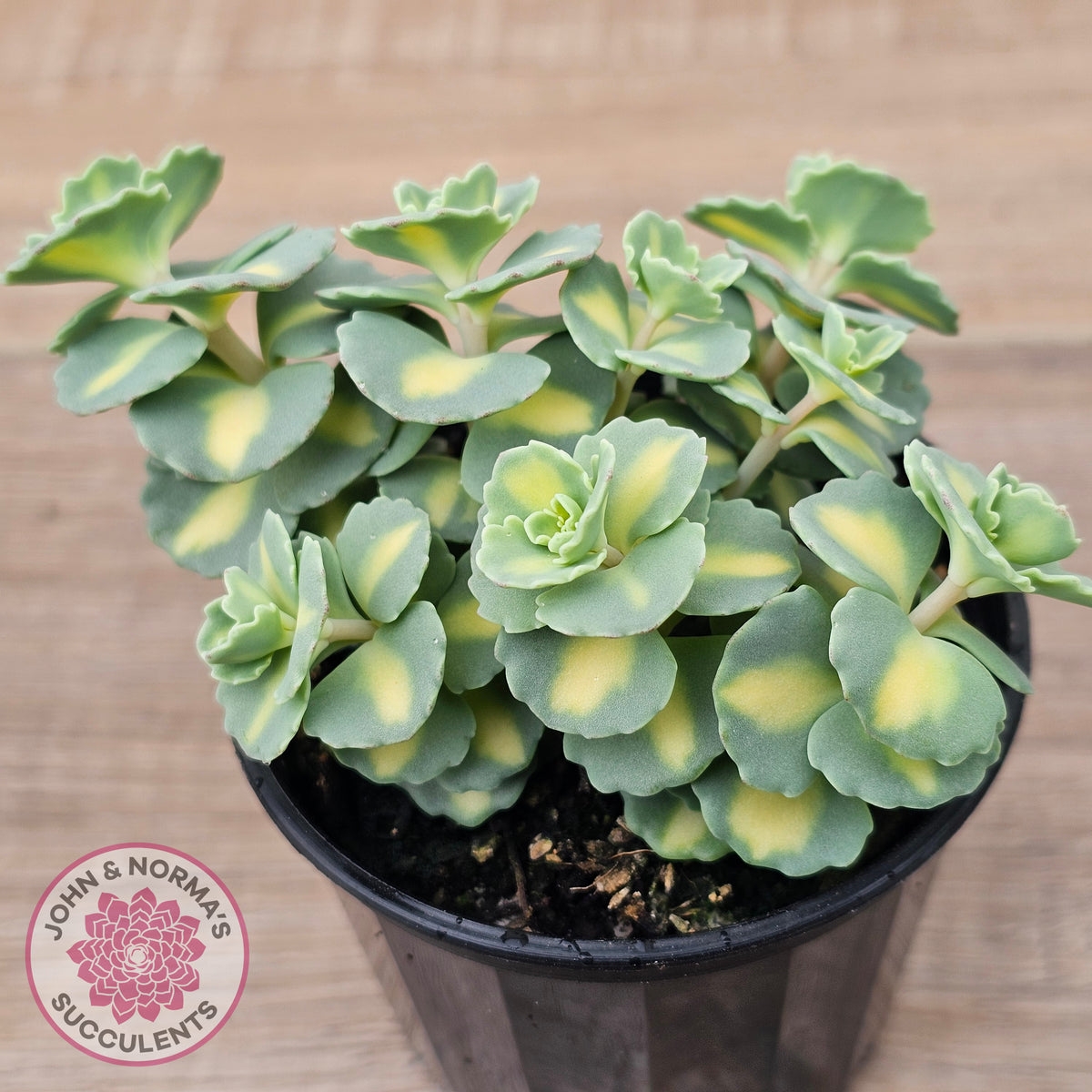 Hylotelephium sieboldii f. variegatum aka Sedum sieboldii variegata