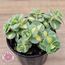 Load image into Gallery viewer, Hylotelephium sieboldii f. variegatum aka Sedum sieboldii variegata