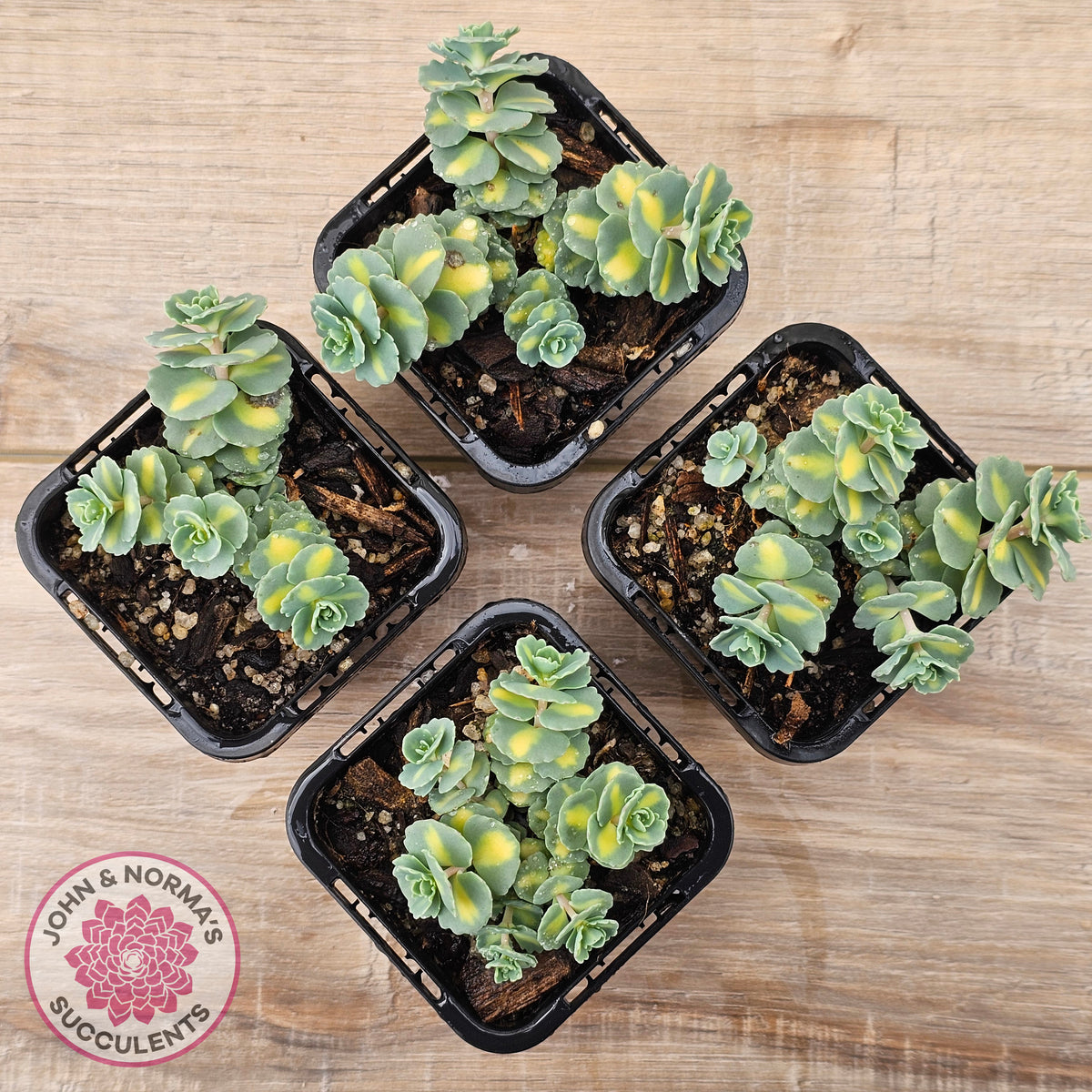 Hylotelephium sieboldii f. variegatum aka Sedum sieboldii variegata