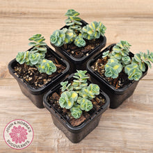 Load image into Gallery viewer, Hylotelephium sieboldii f. variegatum aka Sedum sieboldii variegata