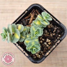 Load image into Gallery viewer, Hylotelephium sieboldii f. variegatum aka Sedum sieboldii variegata