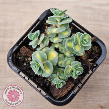 Load image into Gallery viewer, Hylotelephium sieboldii f. variegatum aka Sedum sieboldii variegata