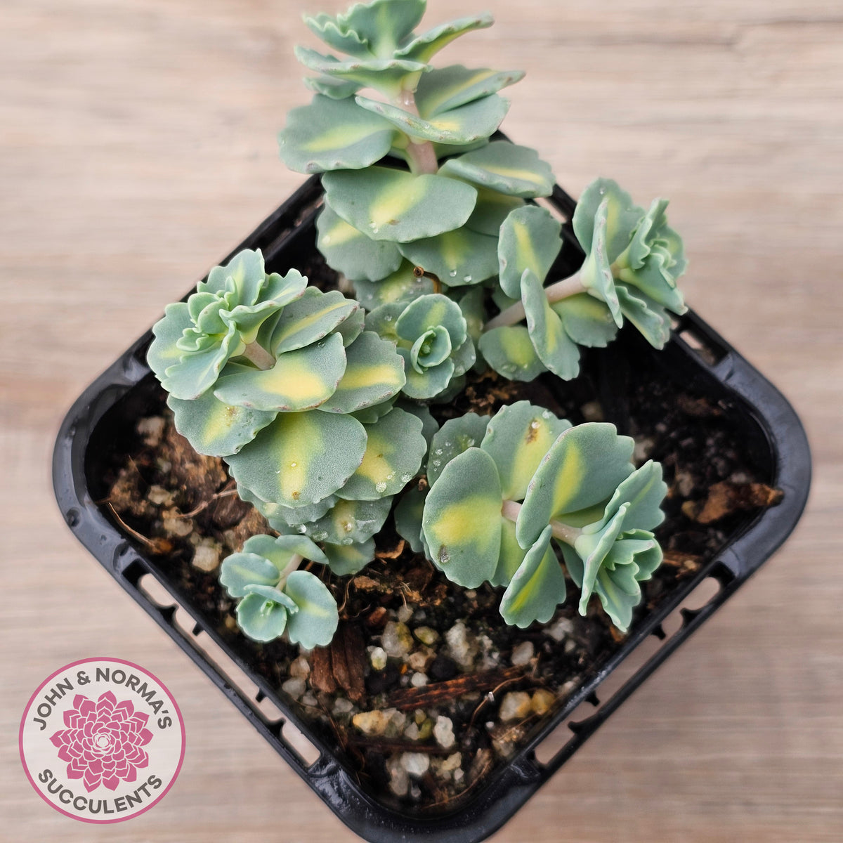 Hylotelephium sieboldii f. variegatum aka Sedum sieboldii variegata