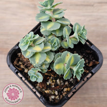 Load image into Gallery viewer, Hylotelephium sieboldii f. variegatum aka Sedum sieboldii variegata