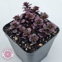 Load image into Gallery viewer, Sedum spurium 'Chocolate Blob'