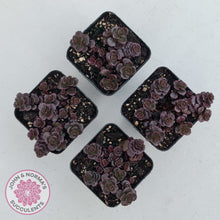 Load image into Gallery viewer, Sedum spurium 'Chocolate Blob'