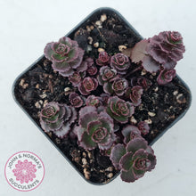 Load image into Gallery viewer, Sedum spurium 'Chocolate Blob'