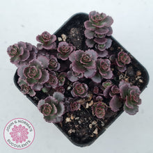 Load image into Gallery viewer, Sedum spurium 'Chocolate Blob'